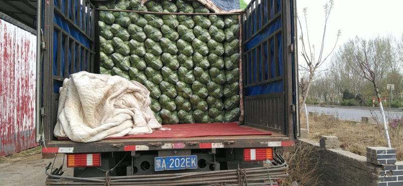 精品推荐邯郸永年中甘21甘蓝大量上市产地直供