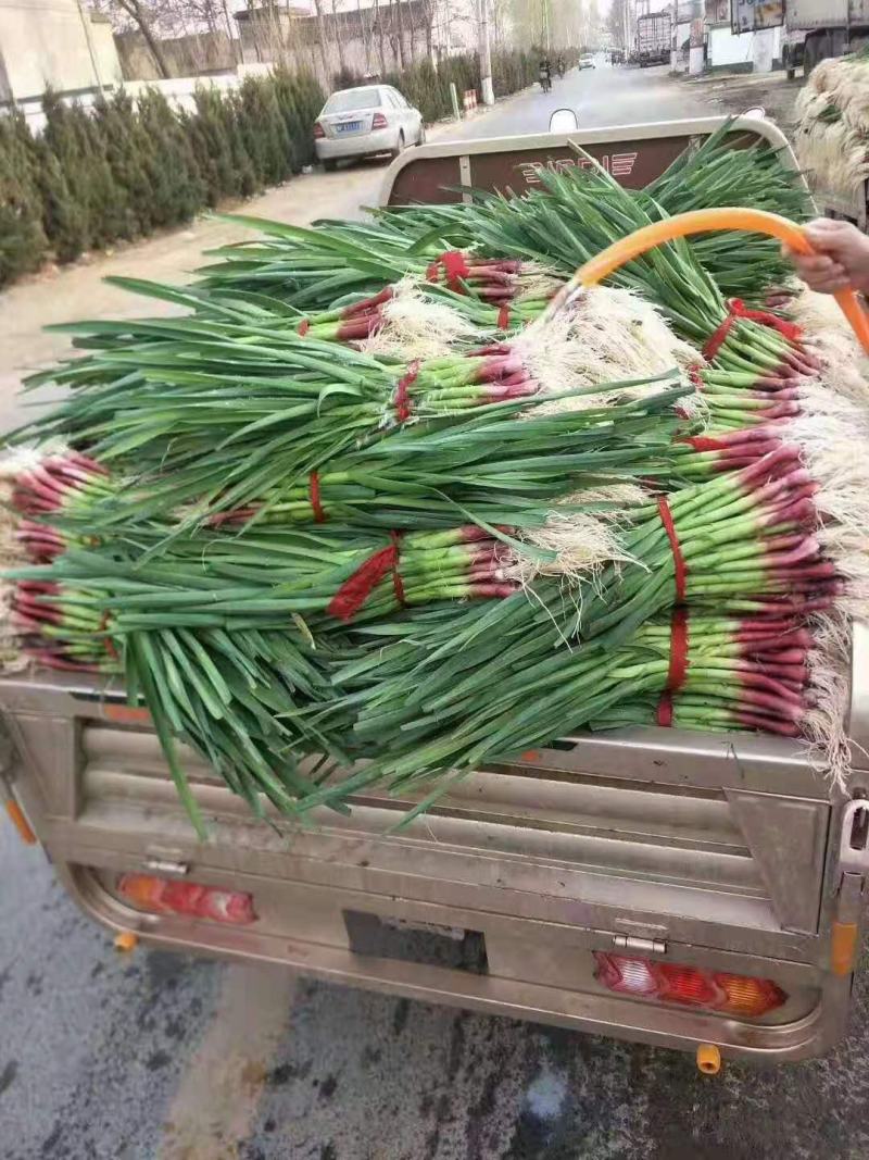 安阳内黄蒜苗大量上市，一手货源，产地直供，量大价优