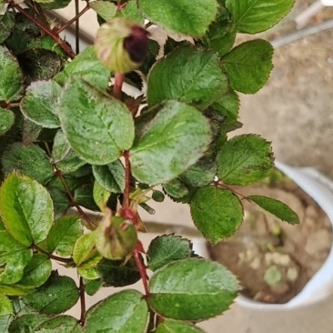 青州华欣花卉棒棒糖月季树欧洲月季园林绿化庭院绿化专用