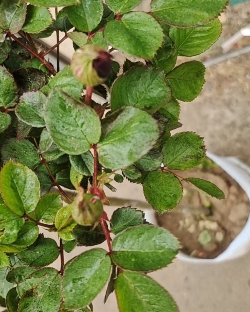 青州华欣花卉棒棒糖月季树欧洲月季园林绿化庭院绿化专用