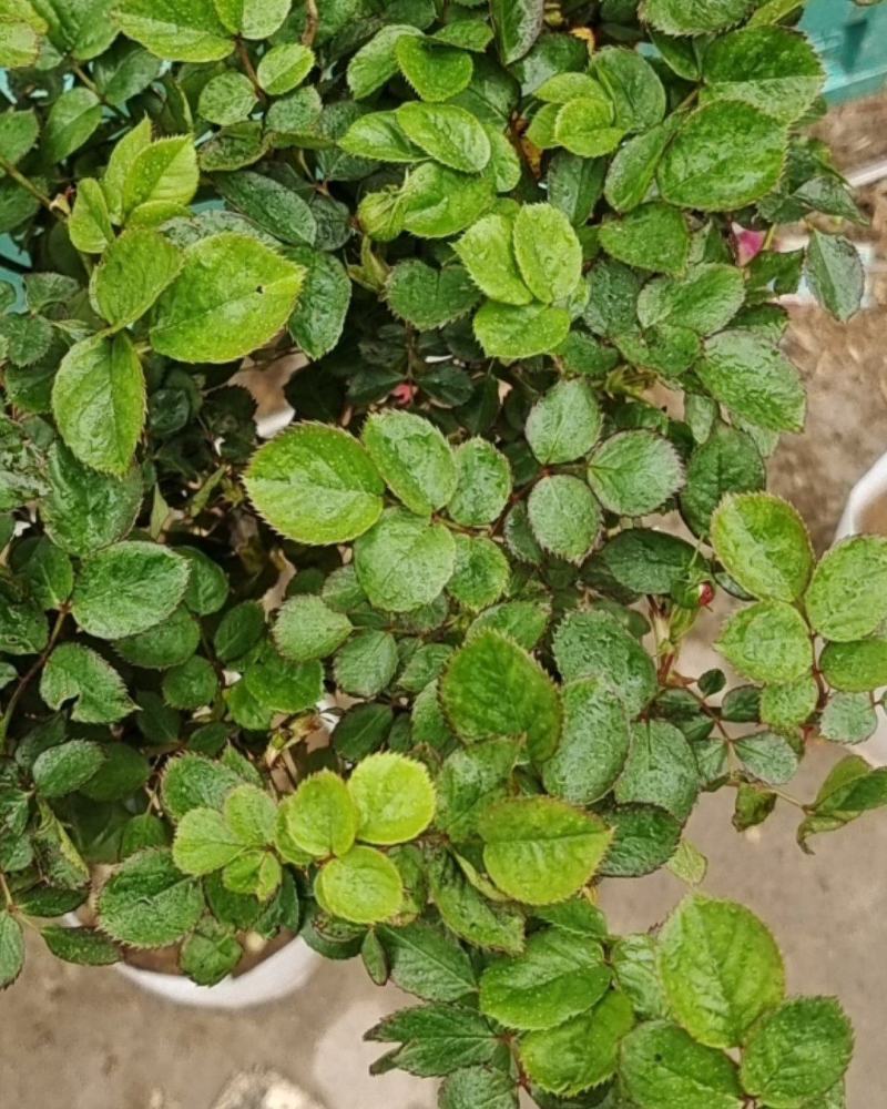 青州华欣花卉棒棒糖月季树欧洲月季园林绿化庭院绿化专用