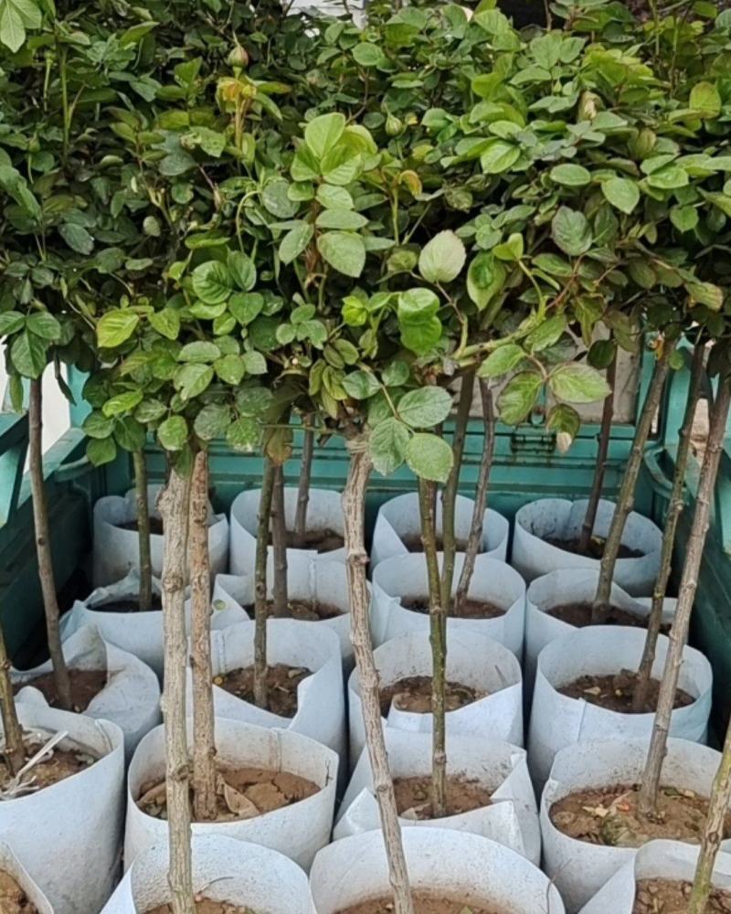 青州华欣花卉棒棒糖月季树欧洲月季园林绿化庭院绿化专用
