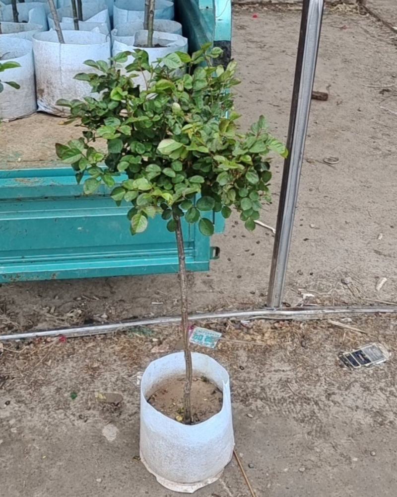 青州华欣花卉棒棒糖月季树欧洲月季园林绿化庭院绿化专用