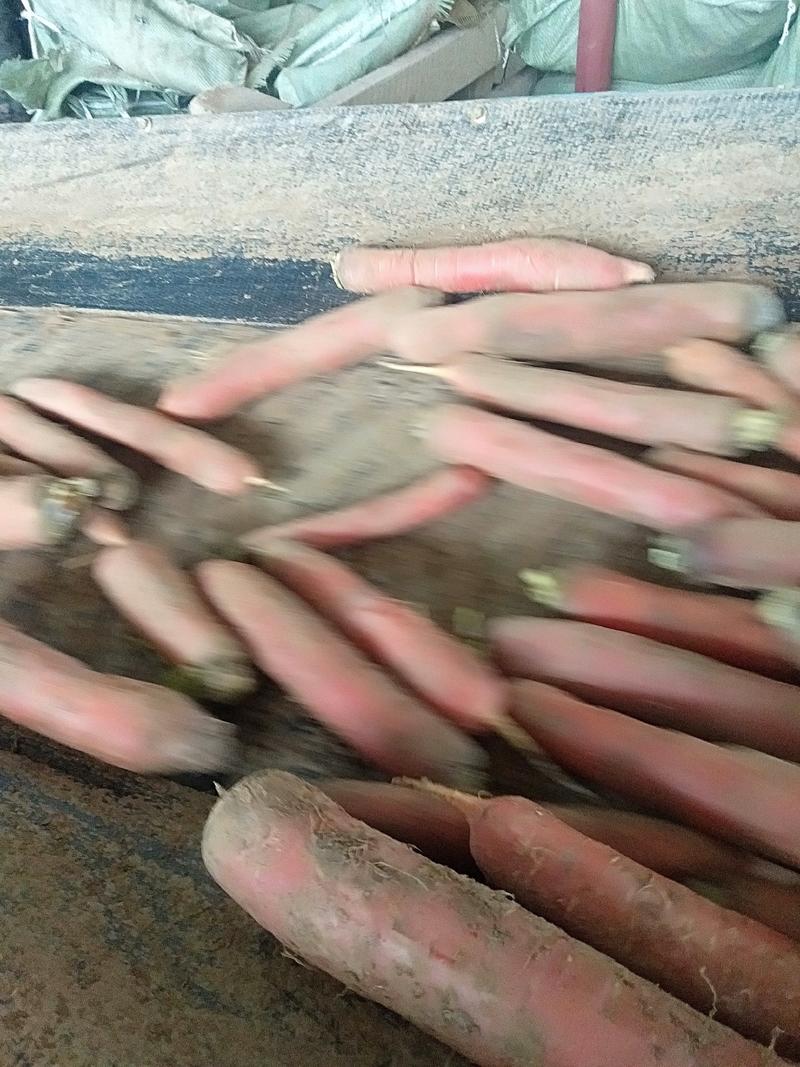 陕西大荔精品称杆红胡萝卜带土，水洗，各种档次大量供应中