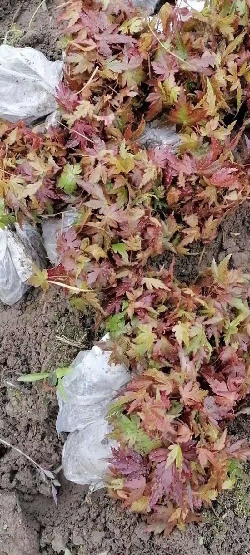 青枫芽苗，原生苗，江西青枫小苗，苗圃直供，走量批发