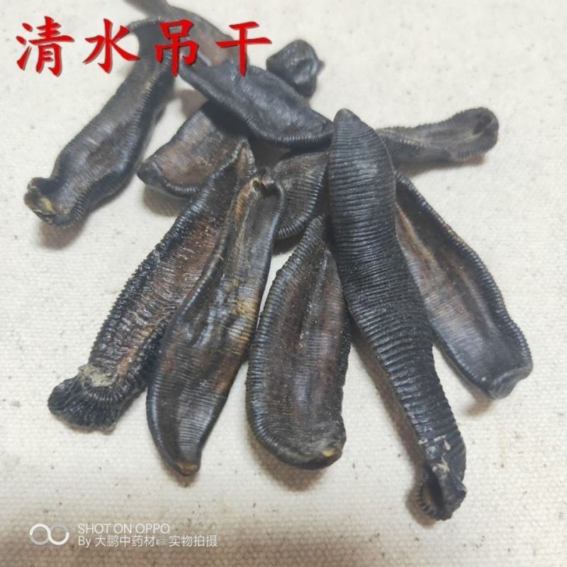 水蛭产地山东产地销量大货好不满意可以退换货