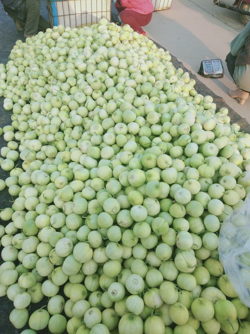 莱西市马连庄甜宝甜瓜大量上市！脆甜可口，香味十欢迎采购！