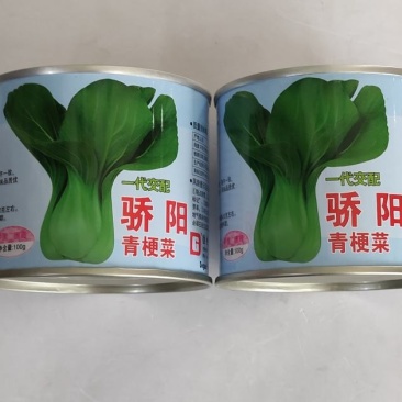 德高骄阳青梗菜种子极早熟耐热耐湿抗病叶柄宽淡绿色