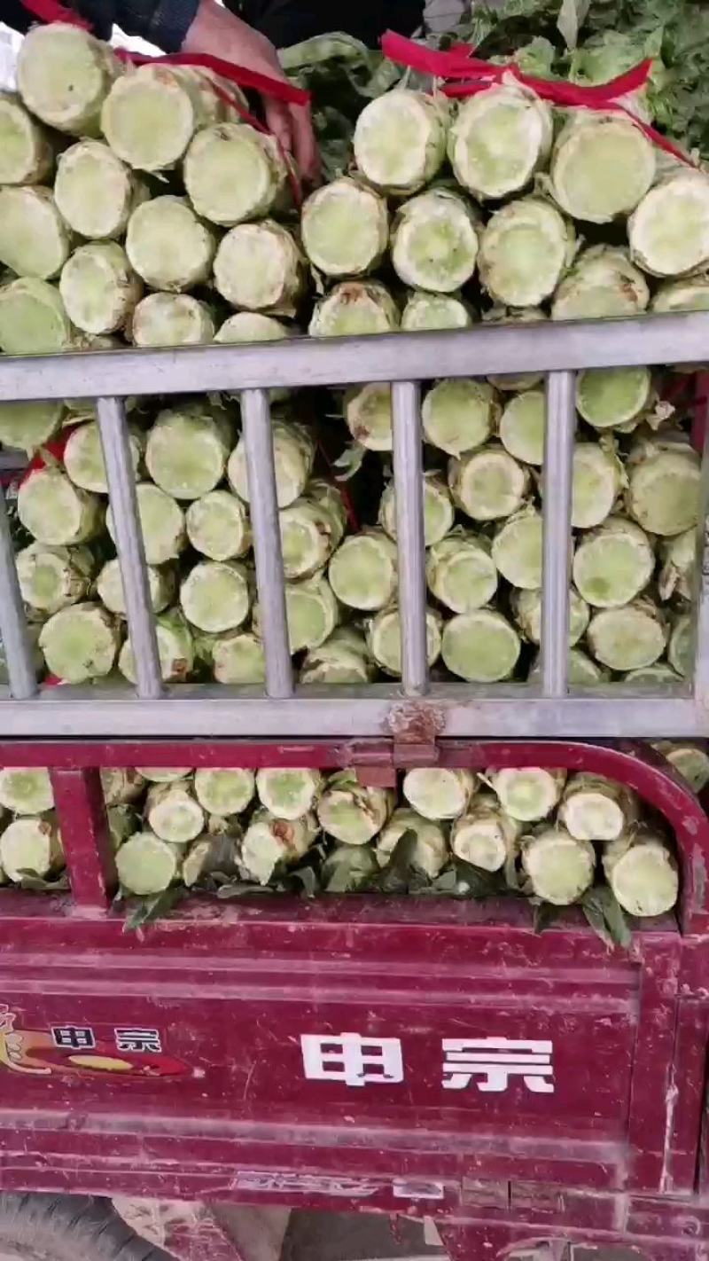 精品大棚红叶香莴笋现在上市中，质量好价格便宜有需要的联系