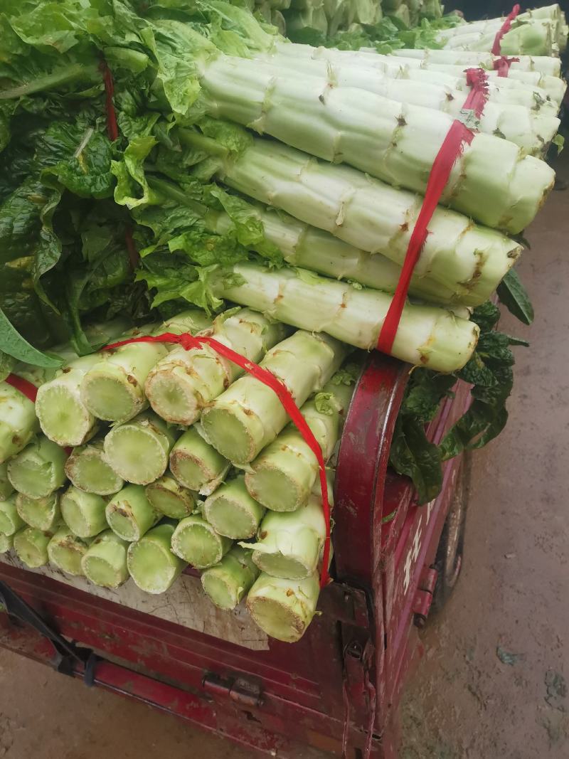 精品大棚红叶香莴笋现在上市中，质量好价格便宜有需要的联系