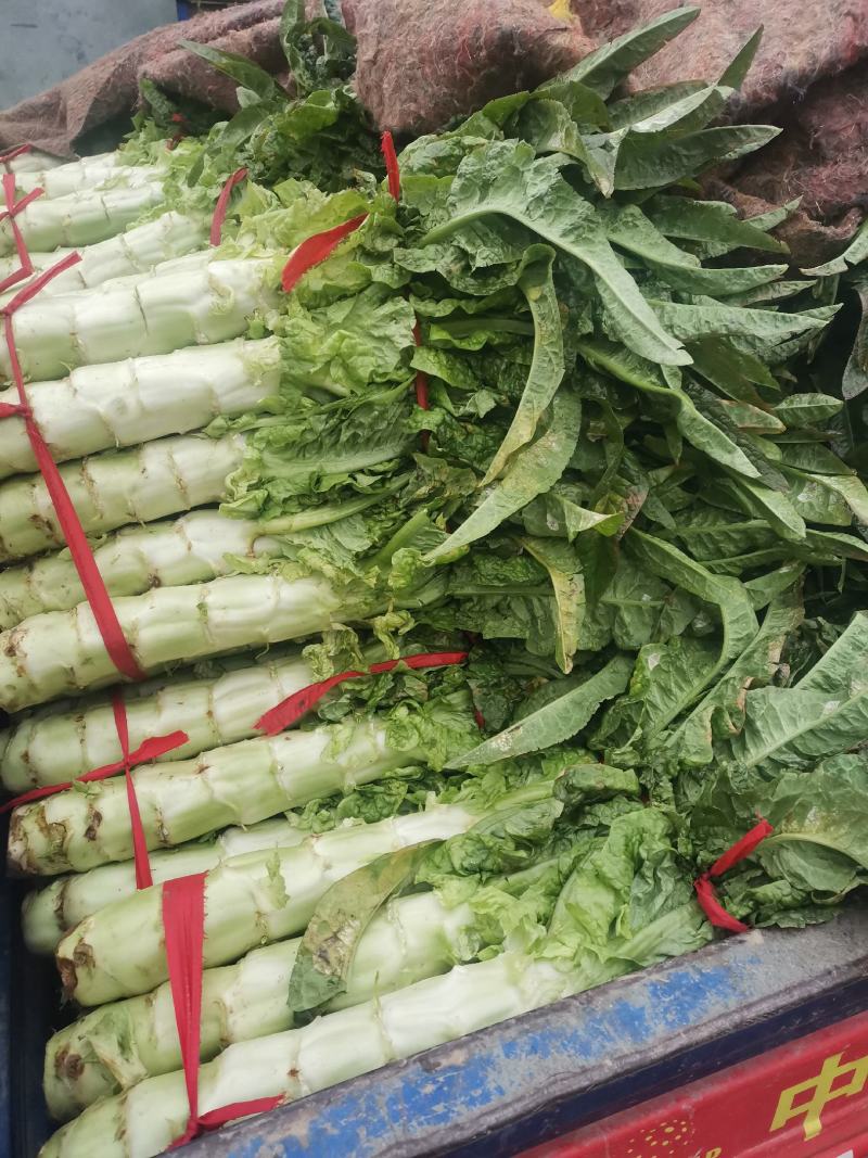 精品大棚红叶香莴笋现在上市中，质量好价格便宜有需要的联系