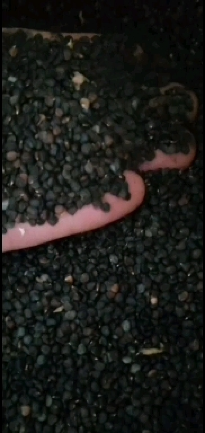 曼陀罗种子。辽宁产。籽粒饱满。颜色纯黑质量杠杠的