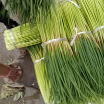 红帽蒜薹，大量上市，