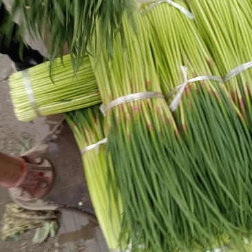 红帽蒜薹，大量上市，
