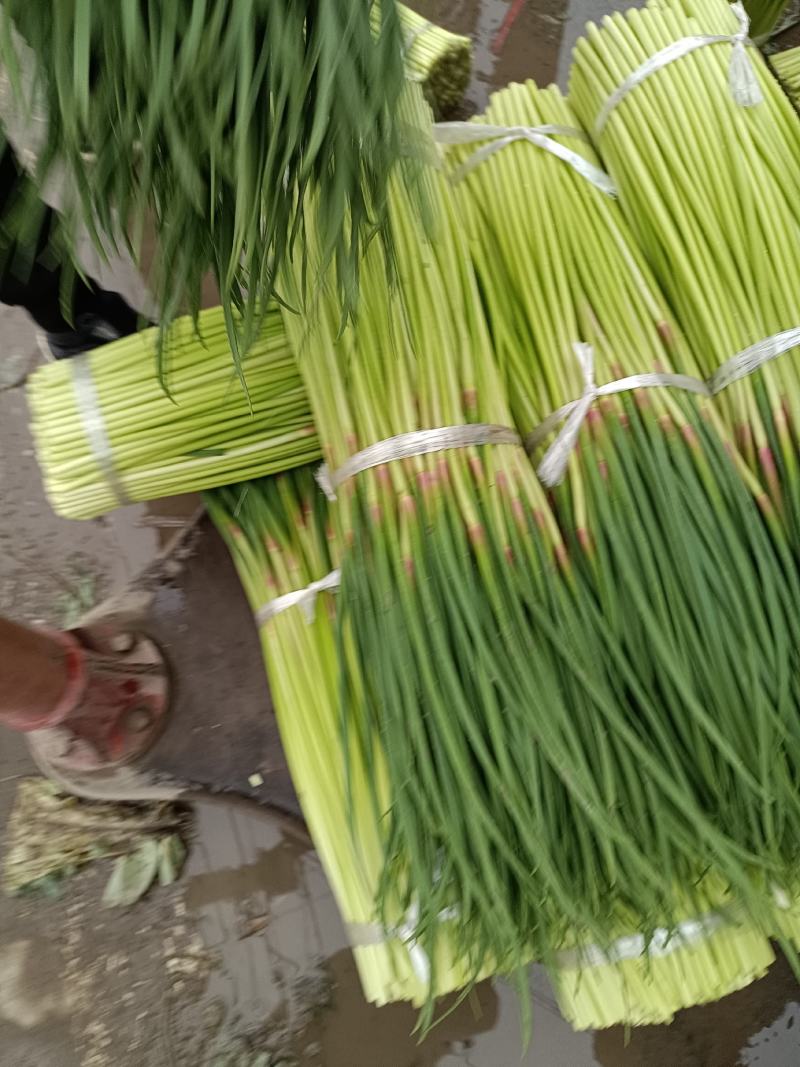 红帽蒜薹，大量上市，