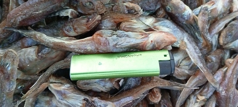 精品特级狗光鱼油光鱼咸鱼干鱼干傻瓜鱼渤海特产产地直发质量