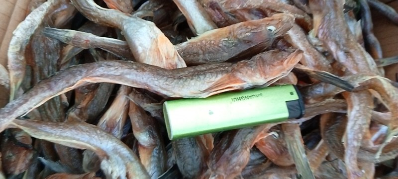 精品特级狗光鱼油光鱼咸鱼干鱼干傻瓜鱼渤海特产产地直发质量