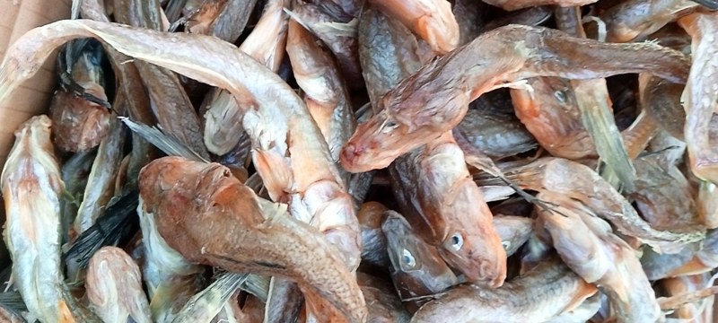 精品特级狗光鱼油光鱼咸鱼干鱼干傻瓜鱼渤海特产产地直发质量