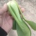 油菜，小油菜，山东曹县蔬菜基地，北京老干家，质量保证