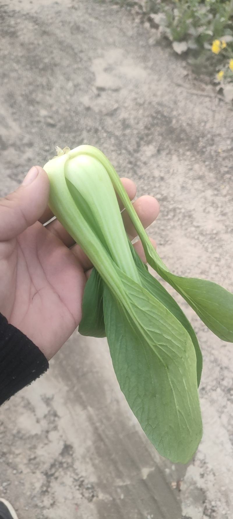 油菜，小油菜，山东曹县蔬菜基地，北京老干家，质量保证
