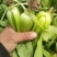 油菜，小油菜，山东曹县蔬菜基地，北京老干家，质量保证