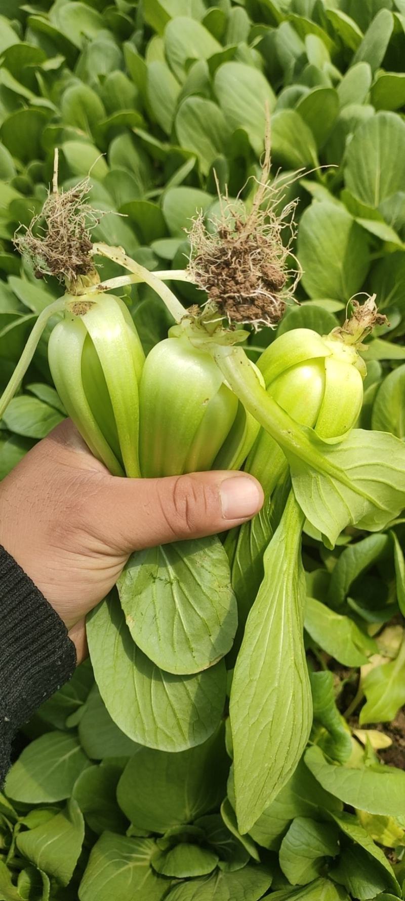 油菜，小油菜，山东曹县蔬菜基地，北京老干家，质量保证