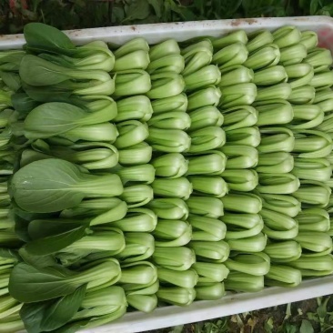 油菜，小油菜，山东曹县蔬菜基地，北京老干家，质量保证