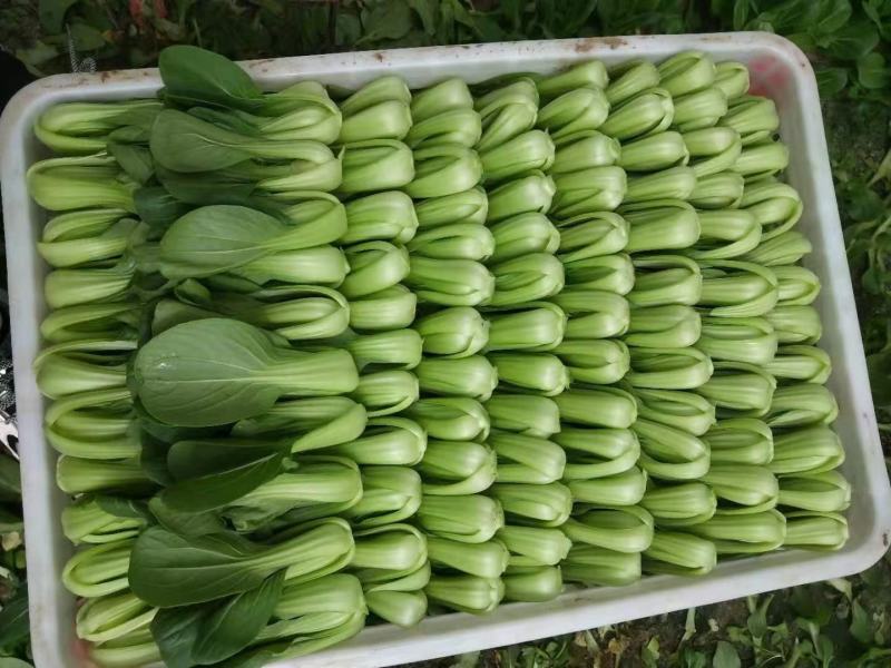 油菜，小油菜，山东曹县蔬菜基地，北京老干家，质量保证