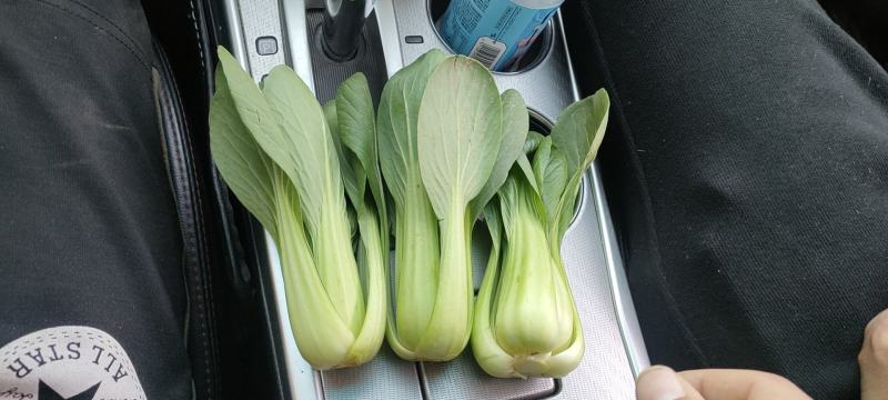 油菜，小油菜，山东曹县蔬菜基地，北京老干家，质量保证