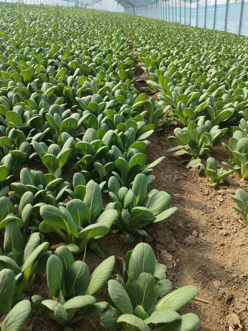 油菜，小油菜，山东曹县蔬菜基地，北京老干家，质量保证