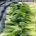 油菜，小油菜，山东曹县蔬菜基地，北京老干家，质量保证