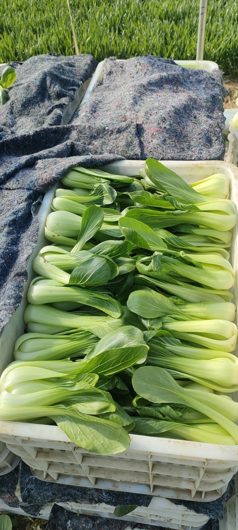 油菜，小油菜，山东曹县蔬菜基地，北京老干家，质量保证