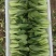 油菜，小油菜，山东曹县蔬菜基地，北京老干家，质量保证