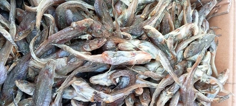 精品特级狗光鱼油光鱼咸鱼干鱼干傻瓜鱼渤海特产产地直发质量