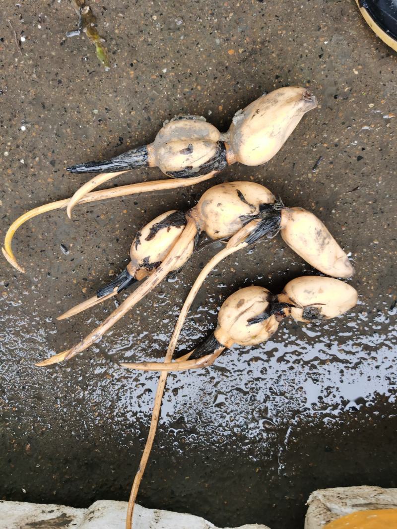 荷花苗样品包邮，8至20棵(样品)随机发荷花发包邮