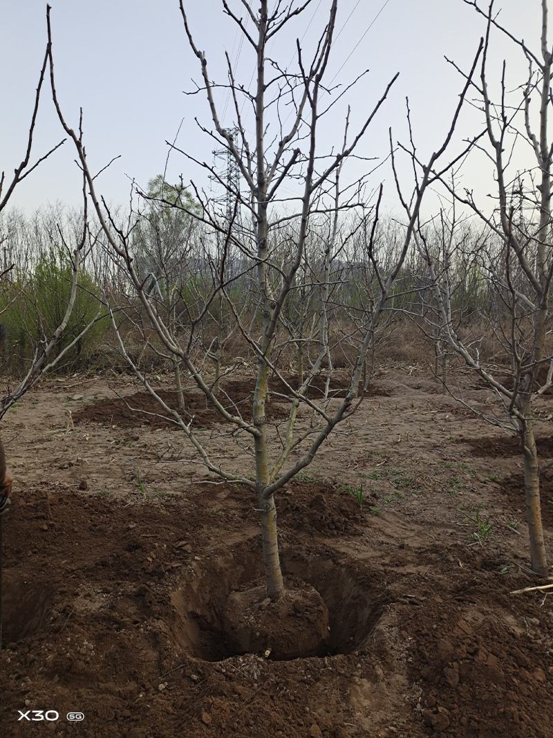 出售定植山楂树，产地直供，支持线上交易。