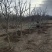 出售定植山楂树，产地直供，支持线上交易。