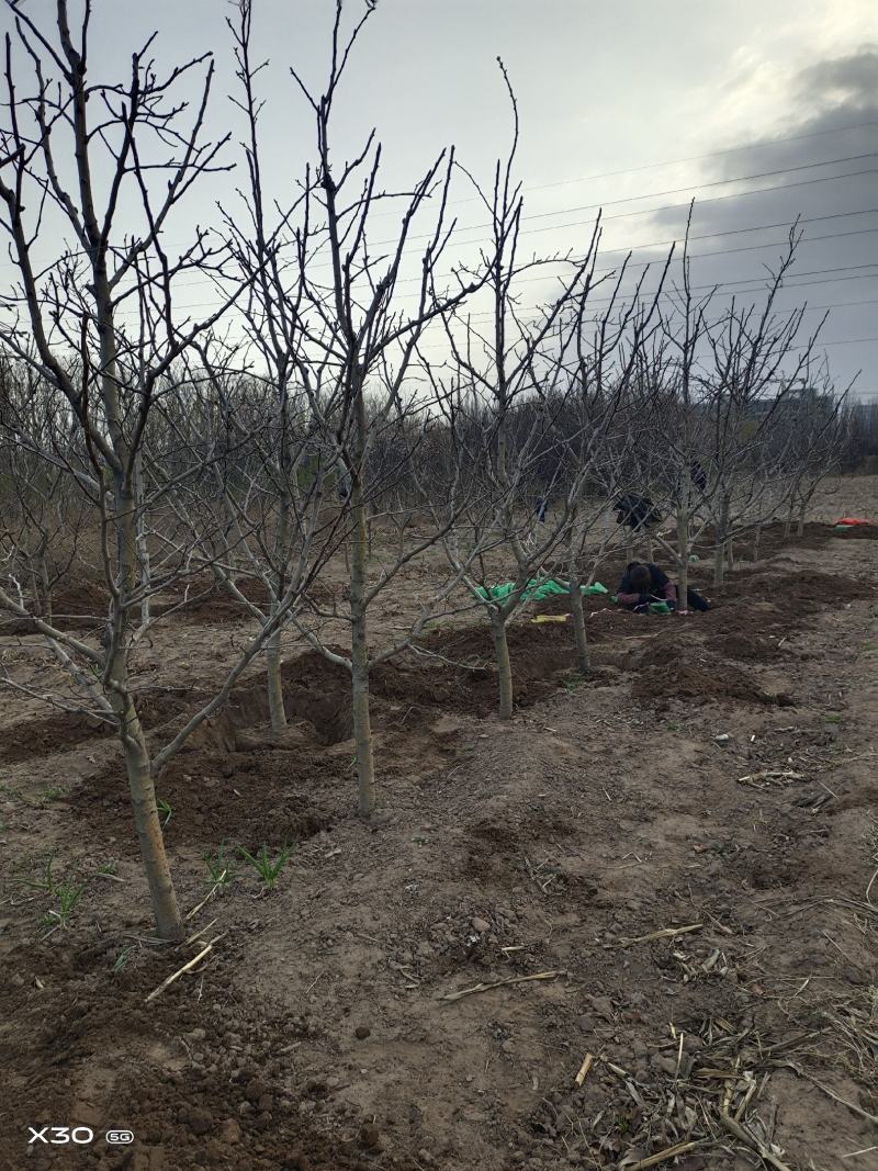 出售定植山楂树，产地直供，支持线上交易。