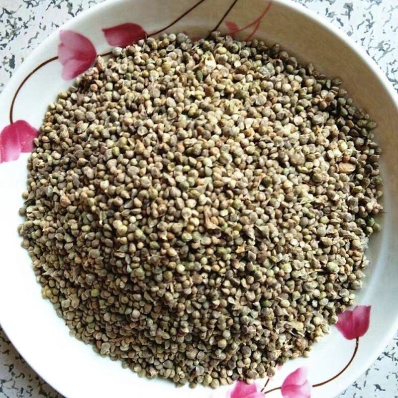 药用菠菜子药用菠菜子不生芽货源不多