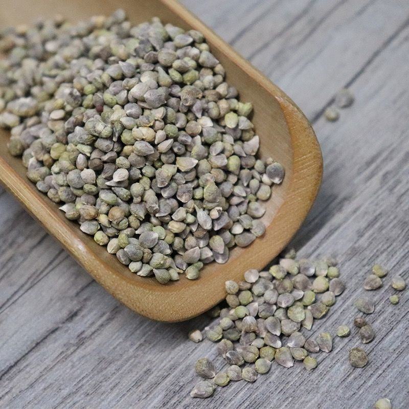 药用菠菜子药用菠菜子不生芽货源不多