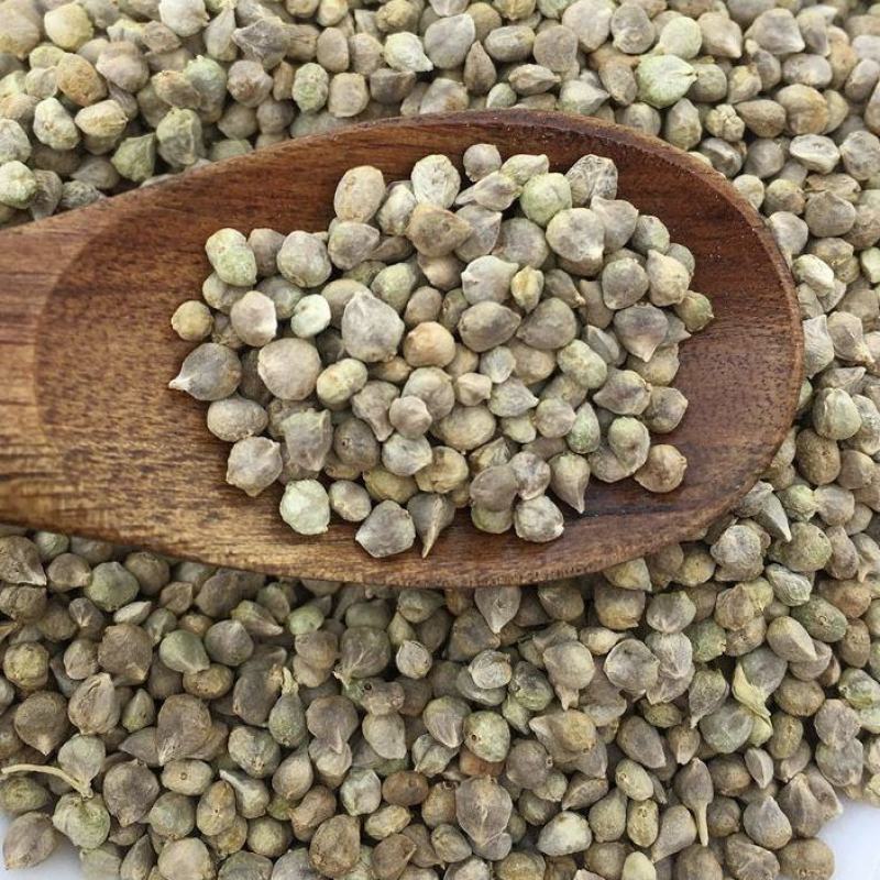 药用菠菜子药用菠菜子不生芽货源不多