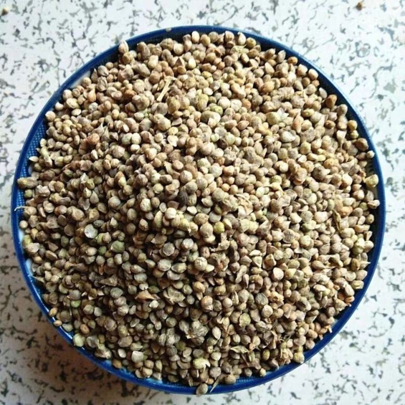 药用菠菜子药用菠菜子不生芽货源不多