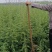 雪松一米到六米各种规格雪松树形好成活率高圣诞树