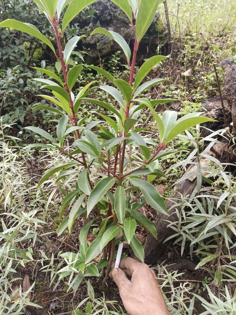 【推荐】八角苗云南大理八角树苗一件包邮货源