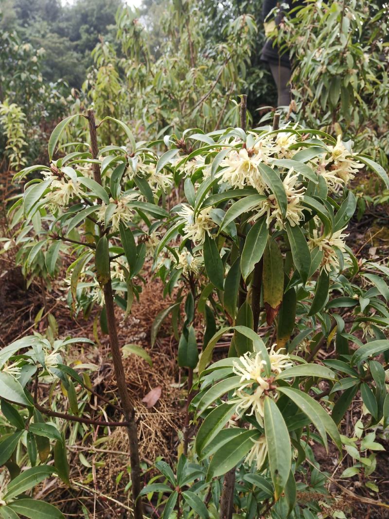 【推荐】八角苗云南大理八角树苗一件包邮货源