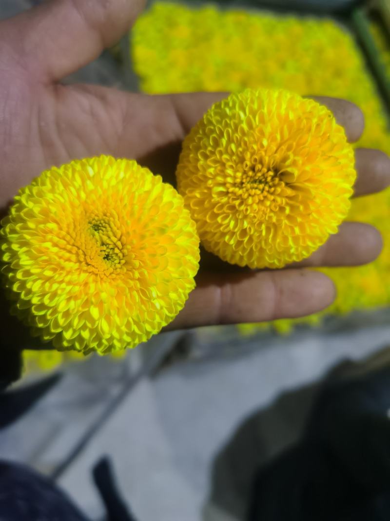 出售金丝皇菊老根苗扦插苗一手货源包技术诚信经营