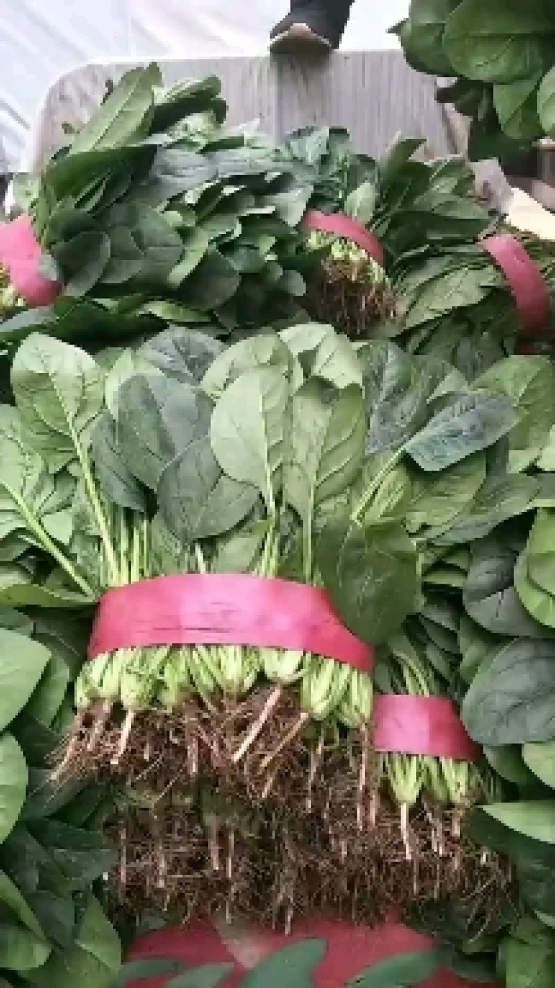 河北菠菜大量上市，代发全国，产地供应量大优惠