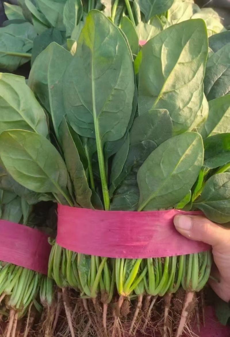 河北菠菜大量上市，代发全国，产地供应量大优惠