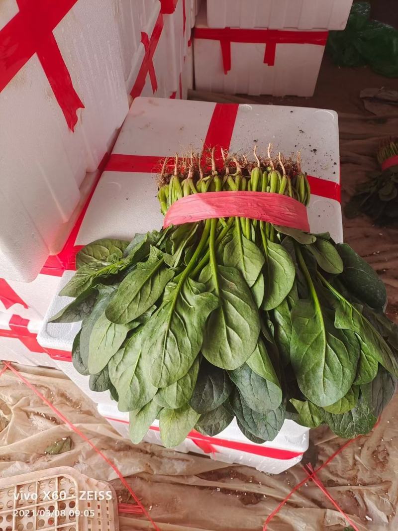 河北菠菜大量上市，代发全国，产地供应量大优惠