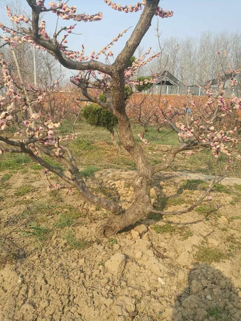 园林小区别墅大宅用梅花工程梅花老桩精品梅花
